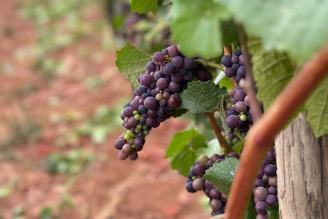 Curated Wine Country Experiences Full Day Tour - Who Should Consider This Tour?