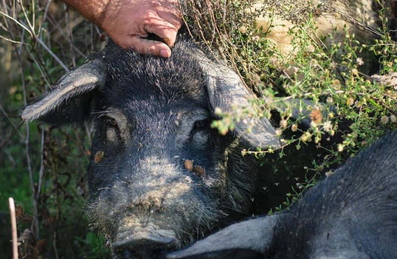Cured Meat & Olive Oil Tasting & Visit near Pisa & Livorno - Authentic Taste of Tuscany: Cured Meat & Olive Oil Tasting Near Pisa & Livorno