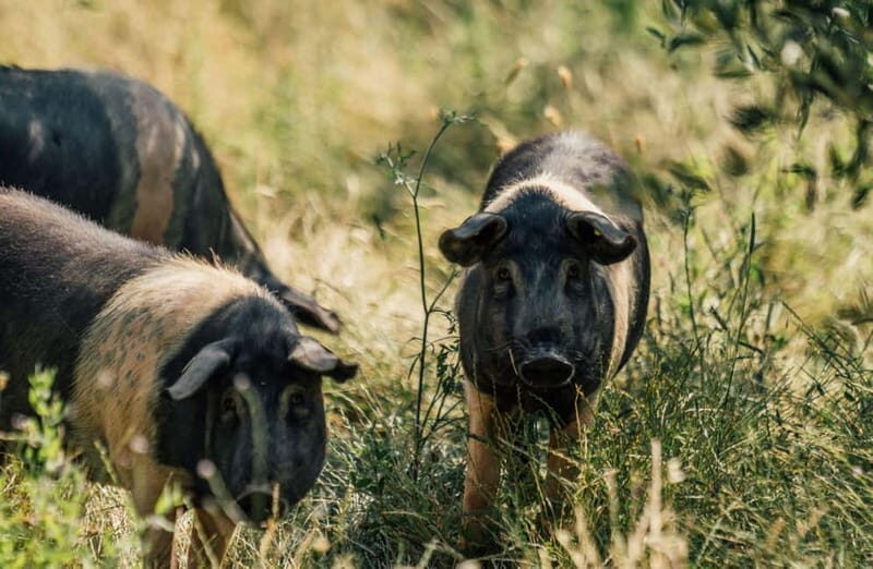 Cured Meat & Olive Oil Tasting & Visit near Pisa & Livorno - Practical Details: Timing, Accessibility & Value