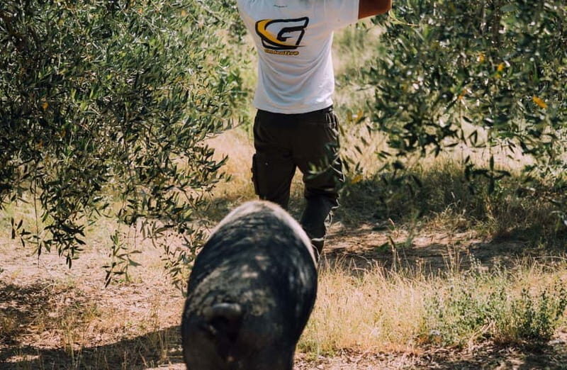 Cured Meat & Olive Oil Tasting & Visit near Pisa & Livorno - Frequently Asked Questions