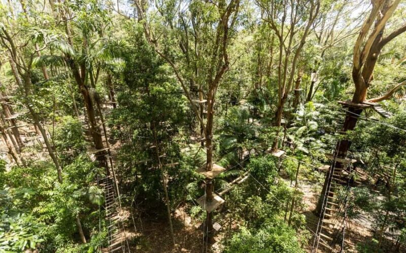 Currumbin: Treetop Challenge Adventure Park - Overview of the Experience