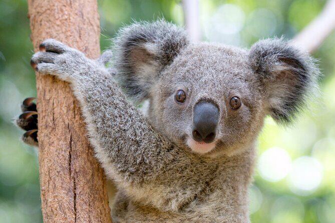 Currumbin Wildlife Sanctuary General Entry Ticket - Key Points