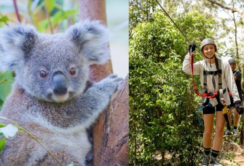 Currumbin Wildlife Sanctuary & TreeTop Challenge Combo - Key Points