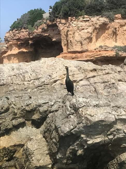 Curso de PaddleSurf, Visita Cuevas y Calas secretas, Snorkel - FAQs