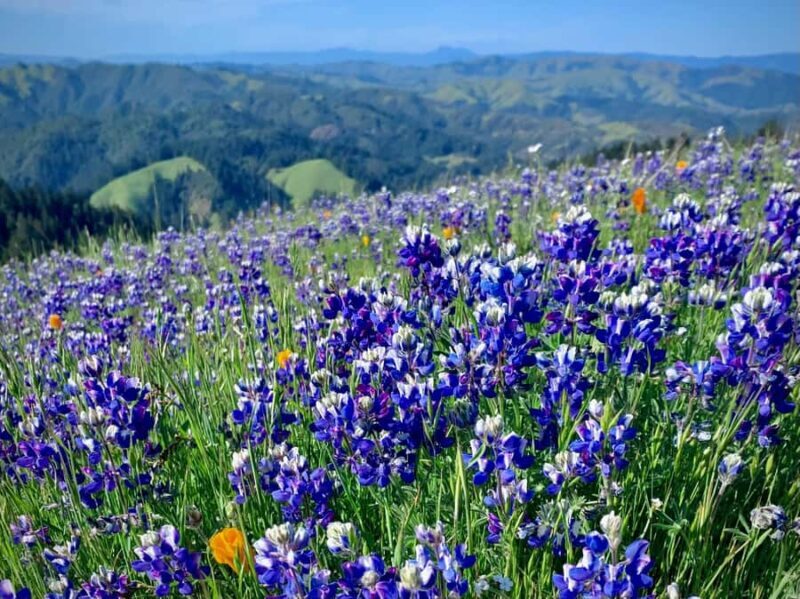 CUSTOM PHOTO ADVENTURES TO THE BAY AREA'S MOST EPIC SCENERY - Pricing and Value