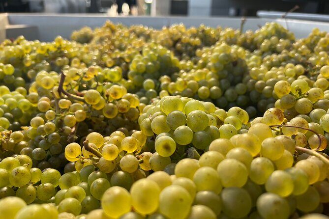 Custom Willamette Wine Tours from The Allison Inn and Spa - Discovering the Best of Willamette Valley with a Custom Private Wine Tour