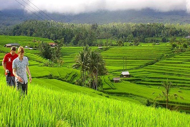 Customizable 10h Tours in a 14-Seater Bus - Why Consider a Private, Customizable Bali Tour?