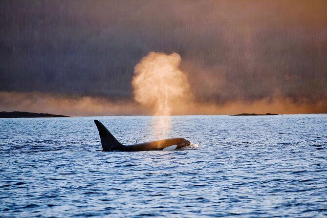 Customizable Private Wildlife Tour - Exploring Sitka’s Wildlife with a Private Tour