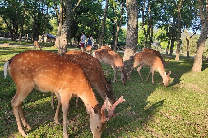 Customized 10-Day Golden Route of Japan Family Tour - Who Should Consider This Tour?