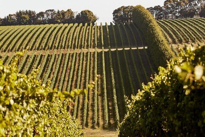 Customized private winery day tour in Mornington Peninsula at your own choices - Practical Details