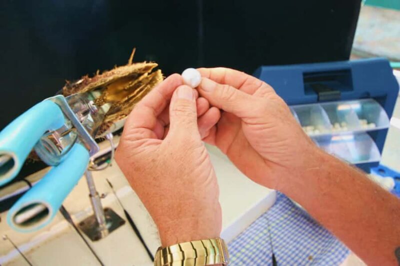 Cygnet Bay Pearl Farm Behind-the-Scenes Tour & Live Harvest - Key Points