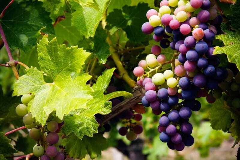 Cyprus: Troodos Mountain Wine Tour with a Local - Who Should Book This Tour?