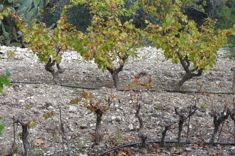Cyprus: Troodos Mountain Wine Tour with a Local - The Sum Up: Who Will Love This Tour?