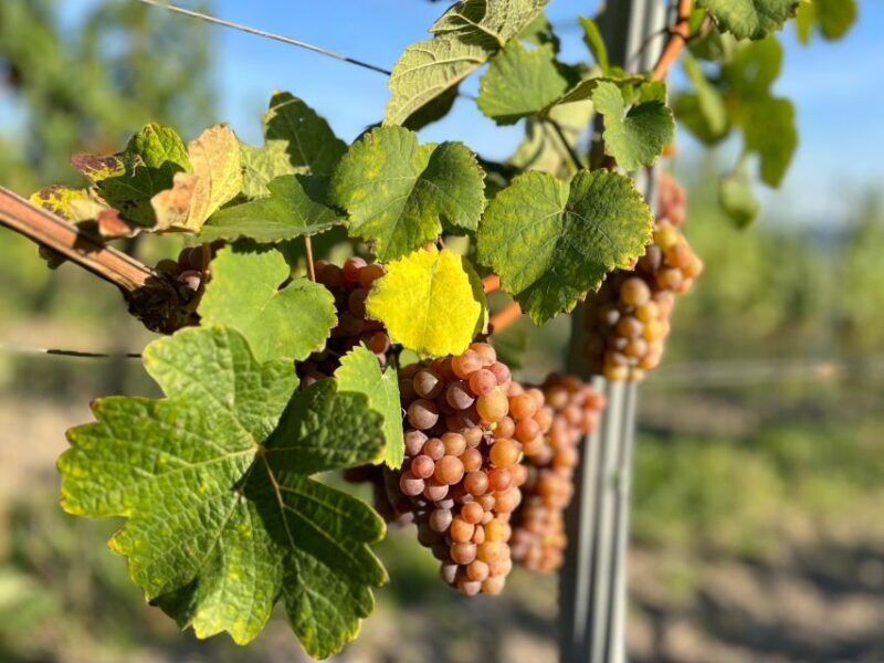 Czech Vineyards and Wine Tasting 4WD Tour with Lunch - Key Points