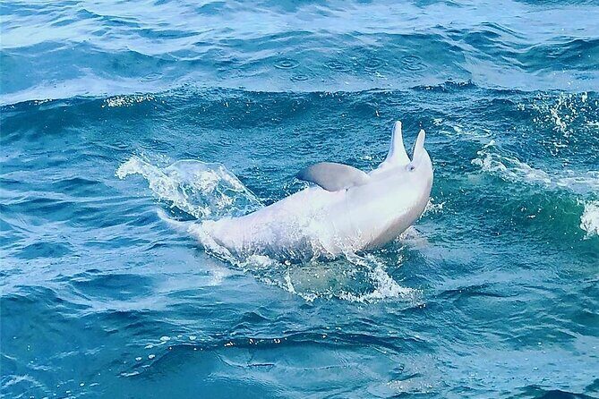 Daily Dolphin Cruise + Sightseeing Tour on Pensacola Beach - FAQ