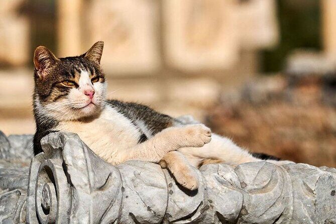 Daily Ephesus and Virgin Mary House Tour with Lunch Included - A Deep Dive into the Experience