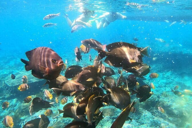 Daily West Nusa Penida Island and Snorkeling Tour with Lunch from Bali - The Value of This Tour