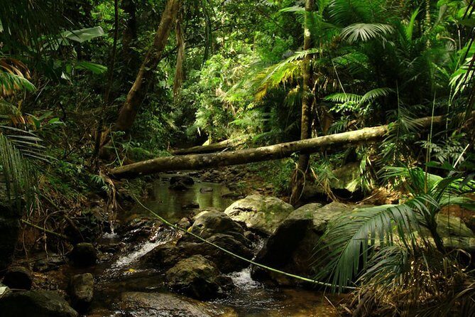 Daintree Discovery Centre Single Pass - Is it Good Value?