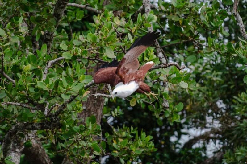 Daintree: Guided Daintree River Wildlife Cruise - An Introduction to the Daintree River Wildlife Cruise