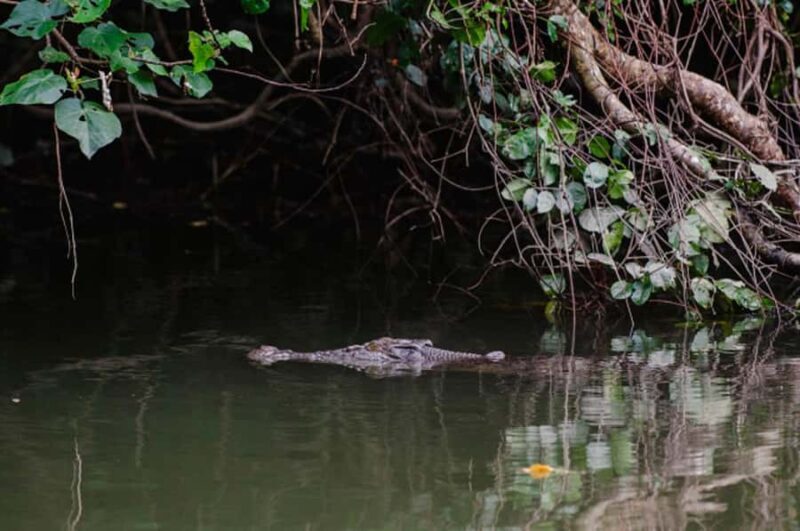 Daintree: Guided Daintree River Wildlife Cruise - What to Expect on the Tour