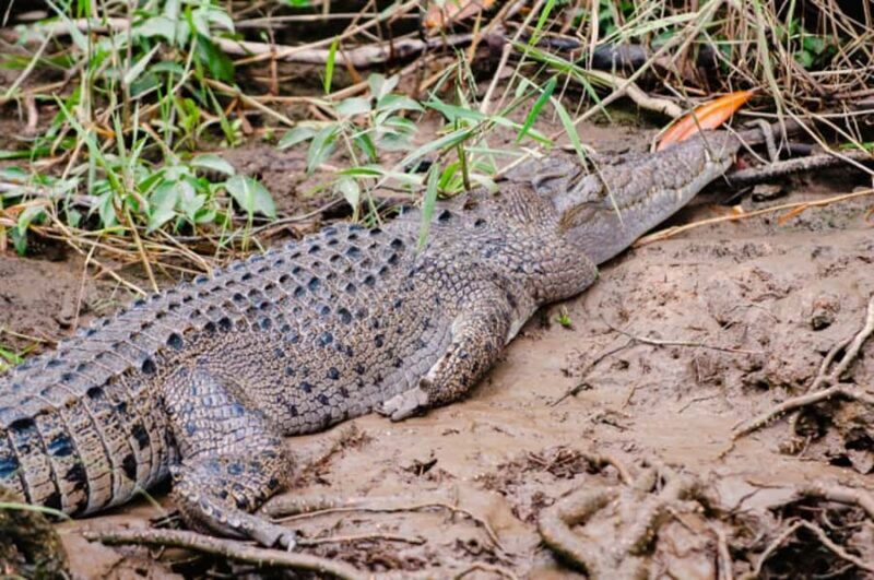 Daintree: Guided Daintree River Wildlife Cruise - Insights from Reviews