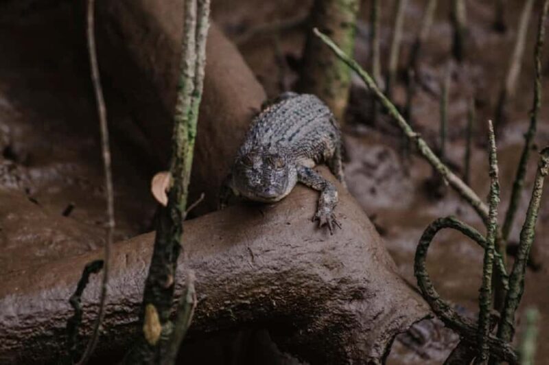 Daintree: Guided Daintree River Wildlife Cruise - FAQ