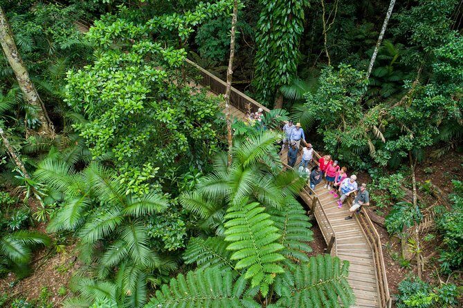 Daintree Rainforest and Cape Tribulation Full Day Tour - Key Points