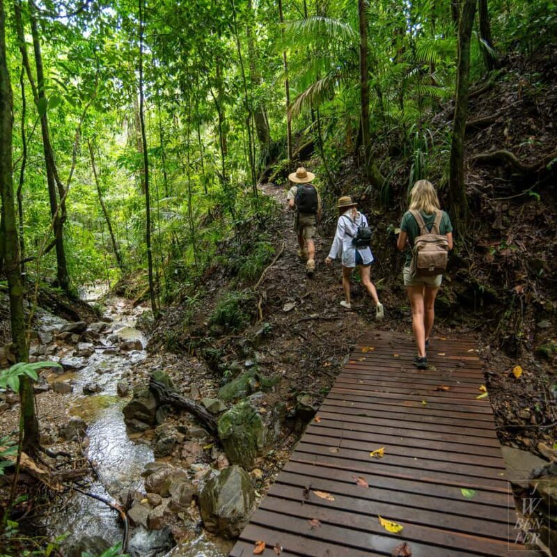Daintree Rainforest: Magic Waterfall Walk with Lunch & Swim - An Introduction to the Daintree Magic Waterfall Walk Experience