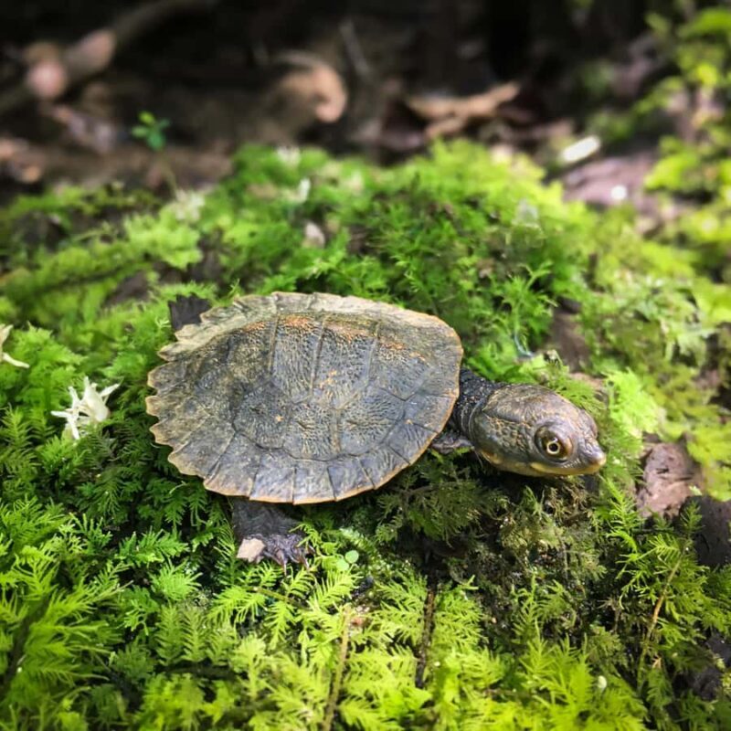 Daintree Rainforest: Magic Waterfall Walk with Lunch & Swim - Analyzing the Value and Practicalities