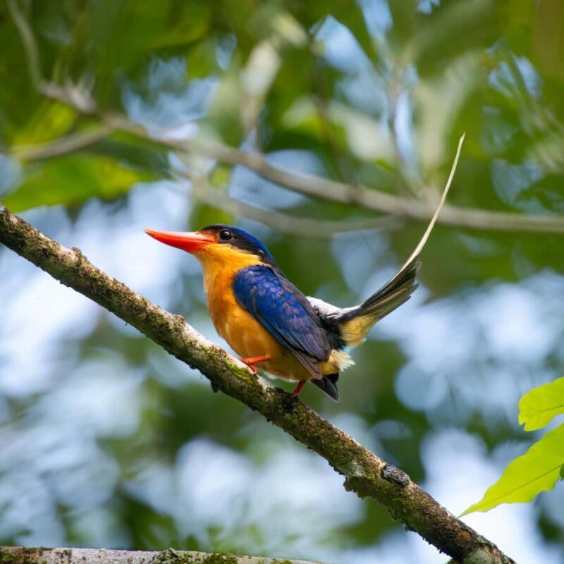 Daintree Rainforest: Magic Waterfall Walk with Lunch & Swim - Who Will Love This Tour?