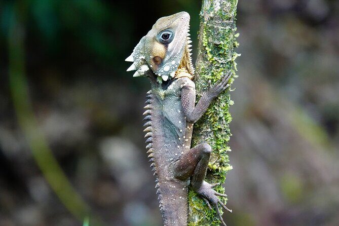 Daintree Rainforest, Mossman Gorge Small-Group from Port Douglas - The Real Value for Your Money