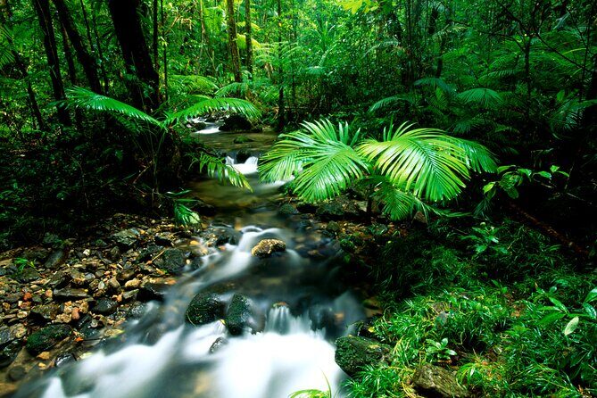 Daintree Rainforest, Mossman Gorge Small-Group from Port Douglas - Authentic Experiences and Guest Perspectives
