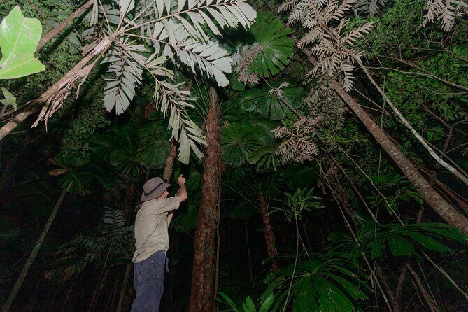 Daintree Rainforest Night Walk in Cape Tribulation - What to Expect at Each Stop