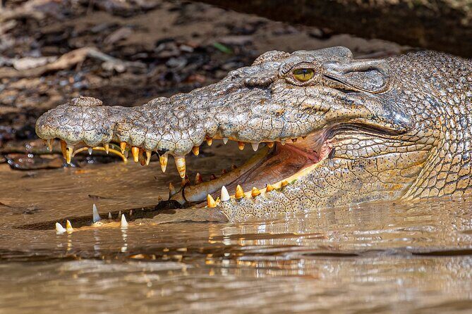 Daintree River 'Dawn' Cruise with the Daintree Boatman - The Guide: Why It Matters