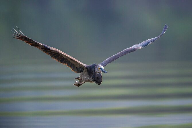 Daintree River 'Dawn' Cruise with the Daintree Boatman - Accessibility and Practicalities