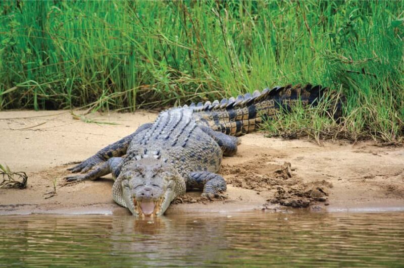 Daintree: River Rainforest Crocodile & Wildlife Cruise (DV) - FAQ