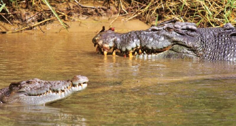 Daintree River Rainforest: Crocodile & Wildlife Cruises (DG) - The Boat Cruise: 1 Hour of Wildlife Watching