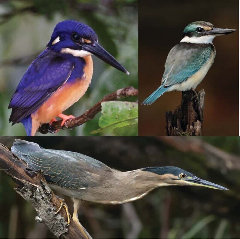 Daintree River Rainforest: Crocodile & Wildlife Cruises (DG) - Comfort and Accessibility