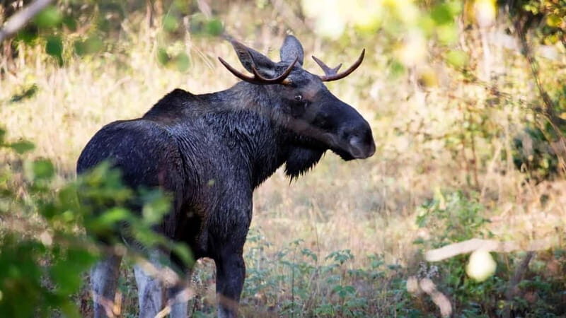 Dals Långed: Moose Park Guided Tour with Feeding - Detailed Review of the Experience