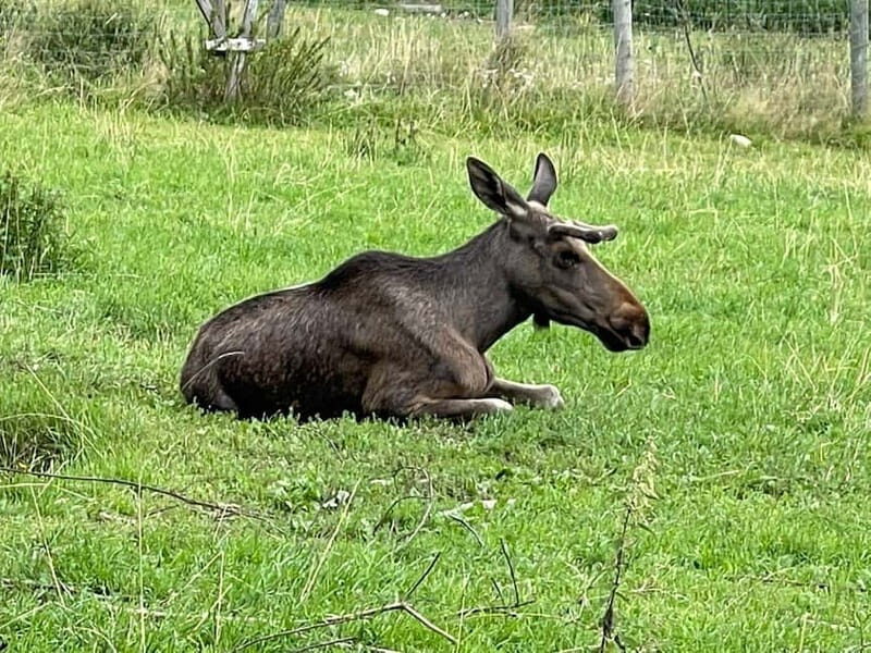 Dals Långed: Moose Park Guided Tour with Feeding - The Sum Up