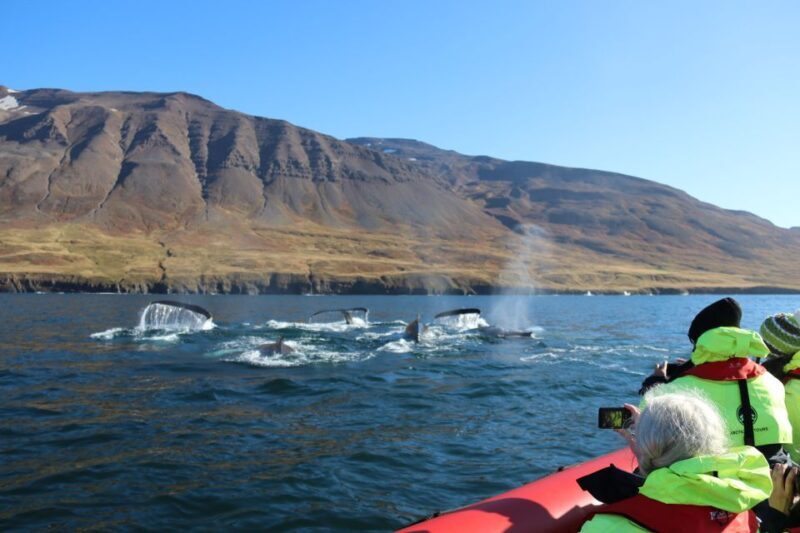 Dalvík: Whale Watching Speedboat Tour - The Experience: What to Expect on Your Whale Watching Adventure