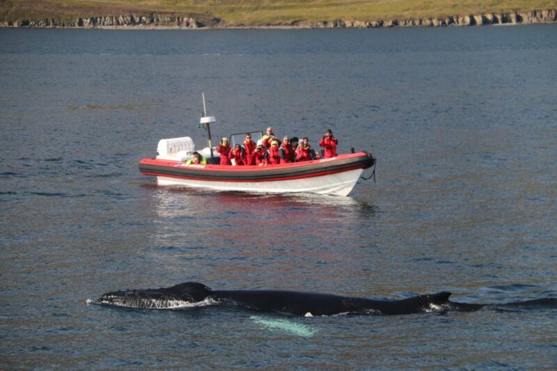 Dalvík: Whale Watching Speedboat Tour - Practical Details: Pricing, Duration, and What to Bring