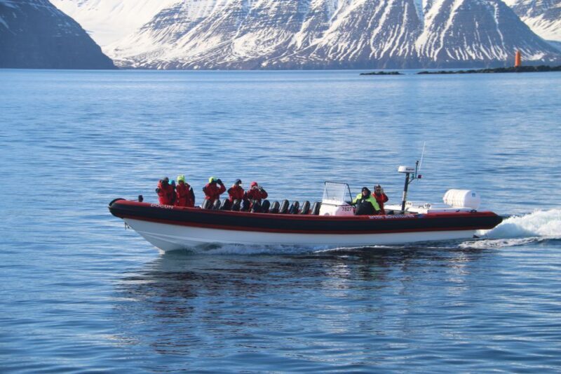 Dalvík: Whale Watching Speedboat Tour - Authentic Insights from Reviewers