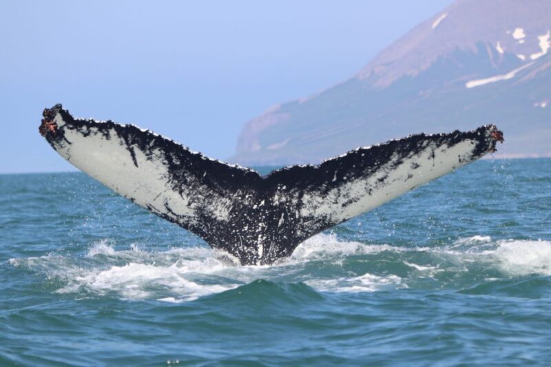 Dalvík: Whale Watching Speedboat Tour - The Sum Up