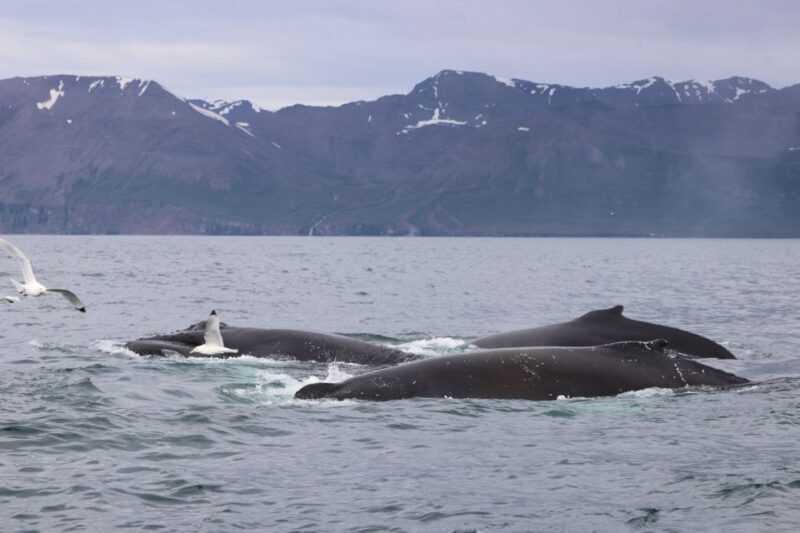 Dalvík: Whale Watching Speedboat Tour - FAQ