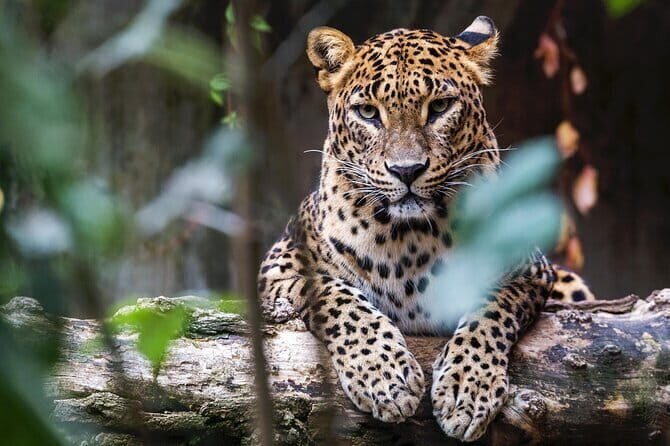 Dambulla to Trincomalee Shuttle & Safari Drive - The Practicalities: What You Need to Know