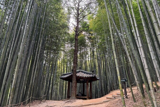 Damyang Bamboo Forest Tour (Private) - The Experience: An In-Depth Look at Each Stop