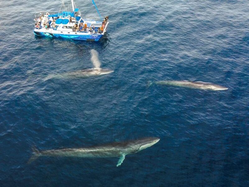 Dana Point Dolphin & Whale Watching With Underwater Viewing - An In-Depth Look at the Dana Point Dolphin & Whale Watching Tour
