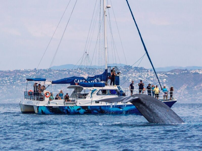 Dana Point Dolphin & Whale Watching With Underwater Viewing - Who Will Love This Tour