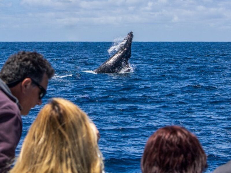 Dana Point Dolphin & Whale Watching With Underwater Viewing - Final Thoughts